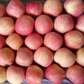 Apple FUJI rouge frais